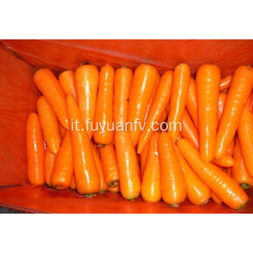 carota fresca dalla provincia di Shandong